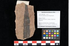 Foto (Objekt + Etikett) von Rhytisma palaeomyricae Ettingshausen (NHMW-GEO-2024-0188-0085)
